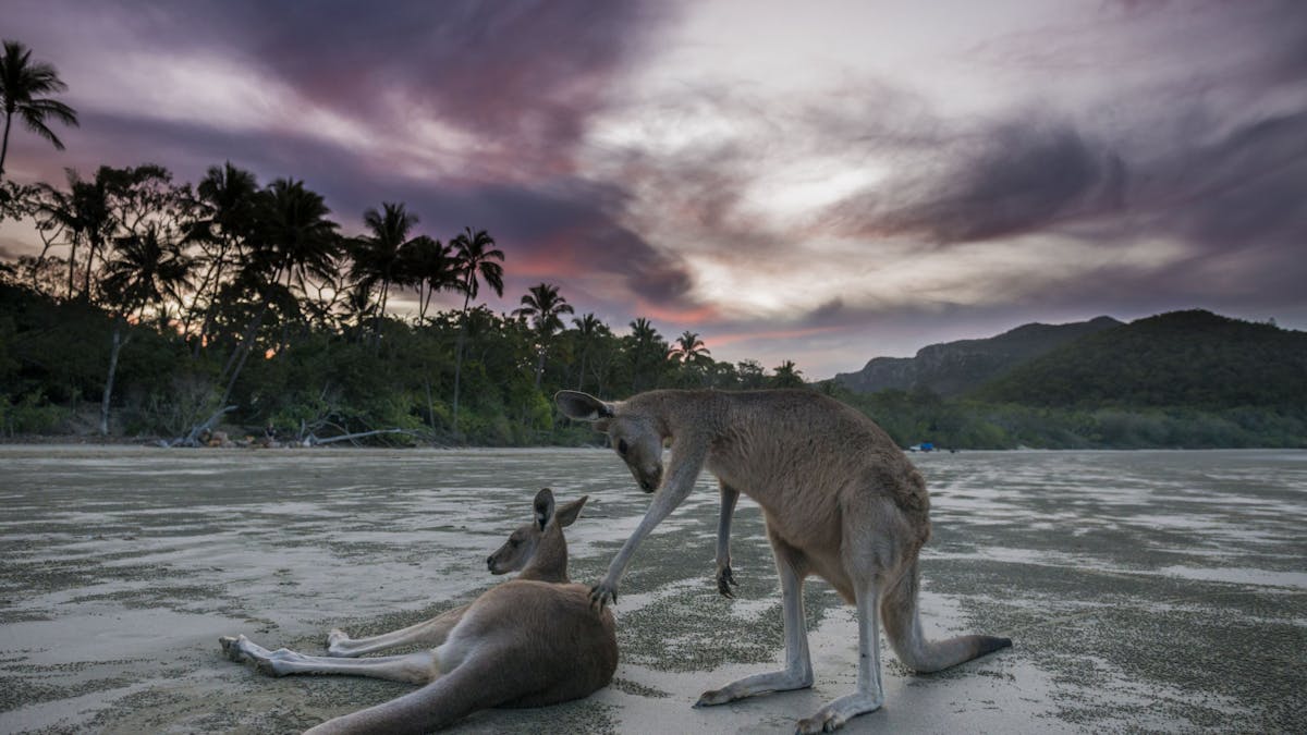 Wallabies on the Beach at Cape Hillsborough