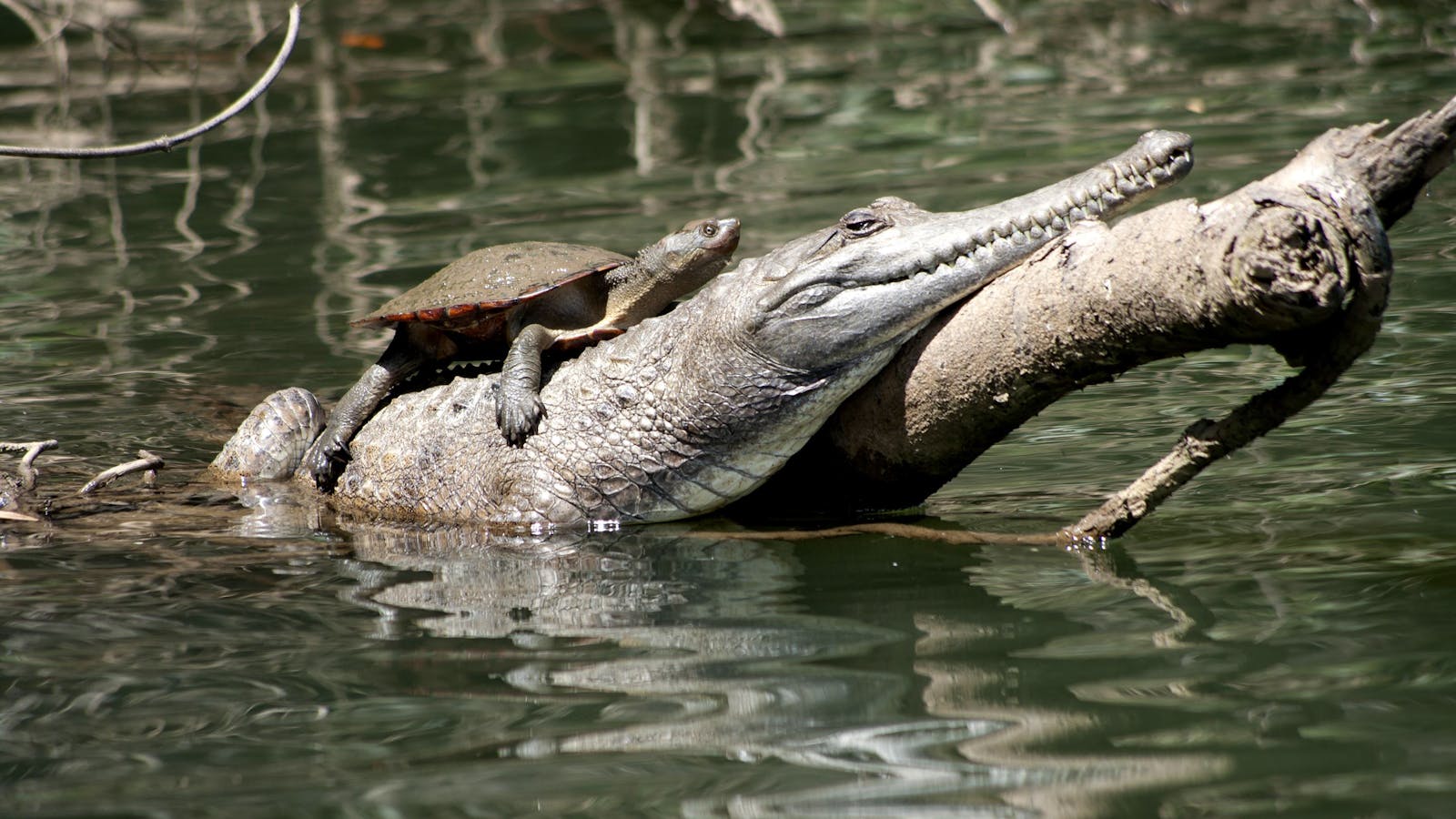 Kuranda Riverboat Tours