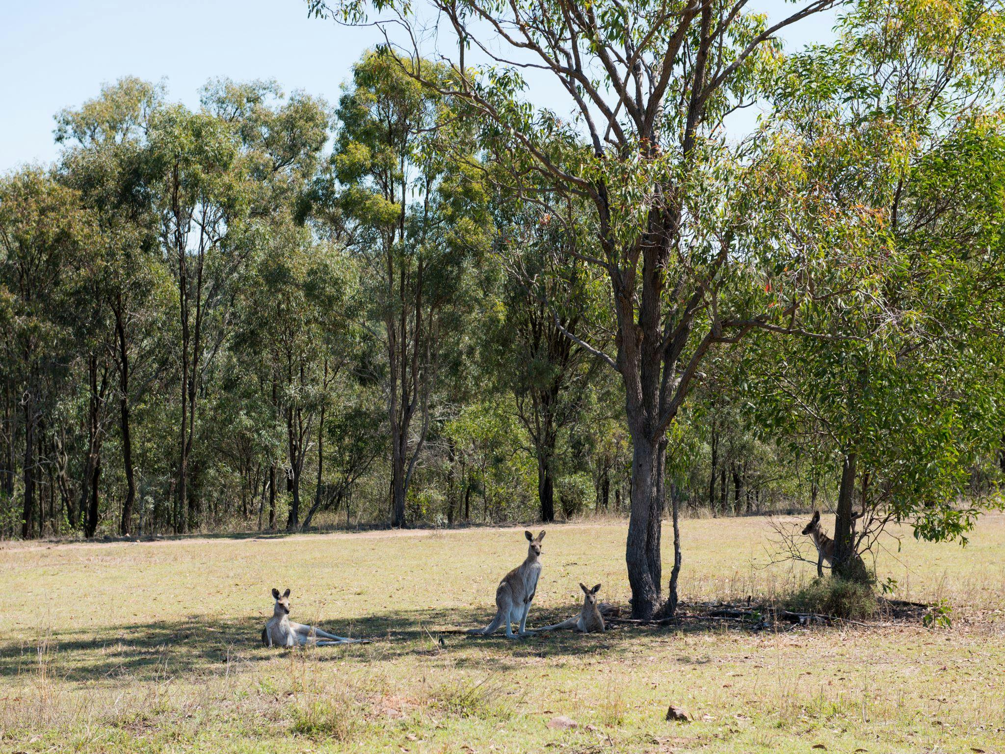 Hidden Vale Adventure Park (HVAP)