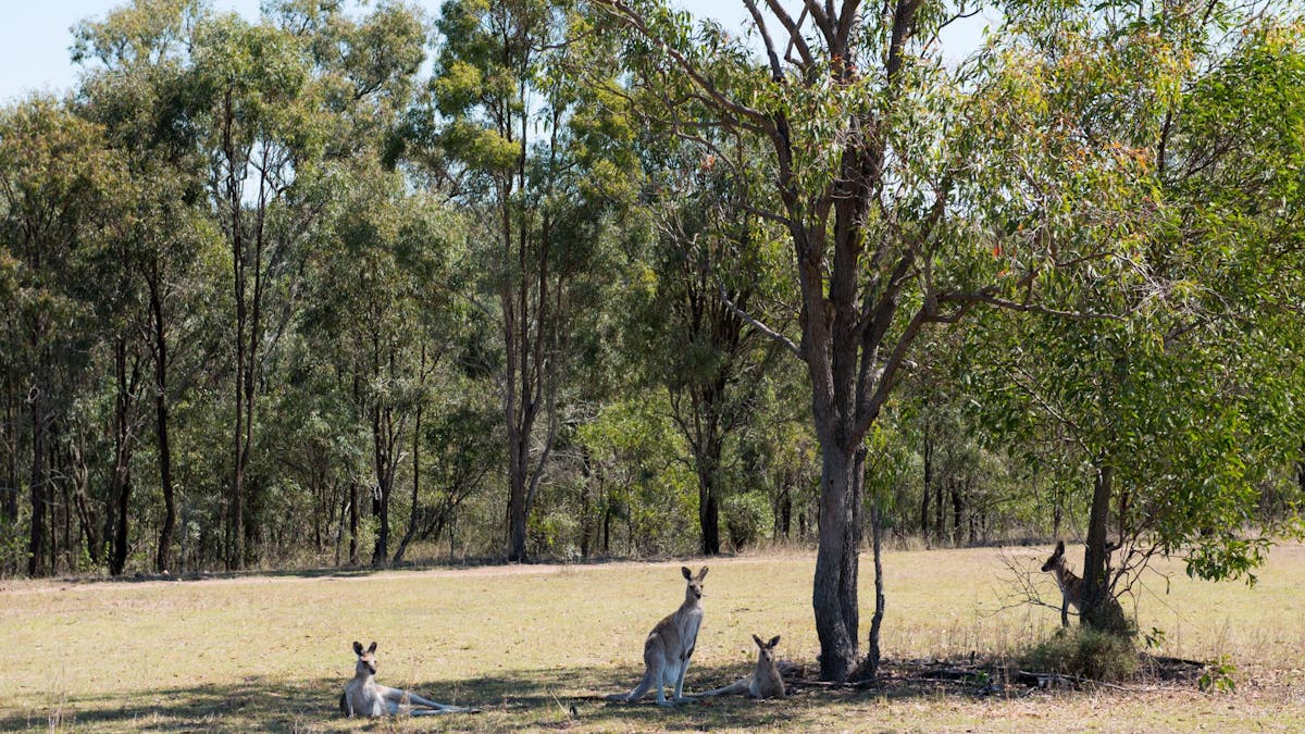 Hidden Vale Adventure Park, Grandchester, Ipswich