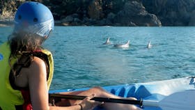 Kayaking with dolphins in 1770