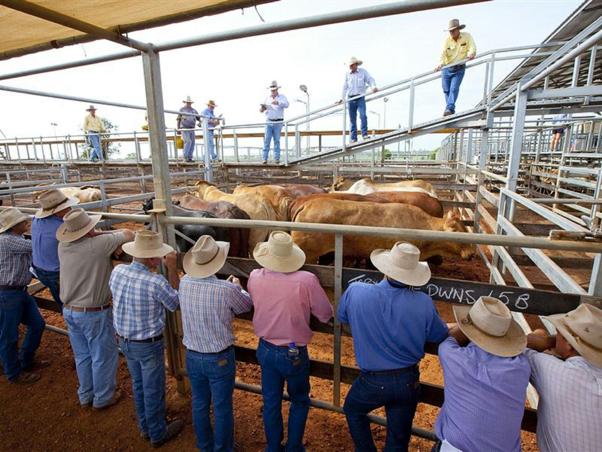 Roma Saleyards Tour Roma Saleyards Tour