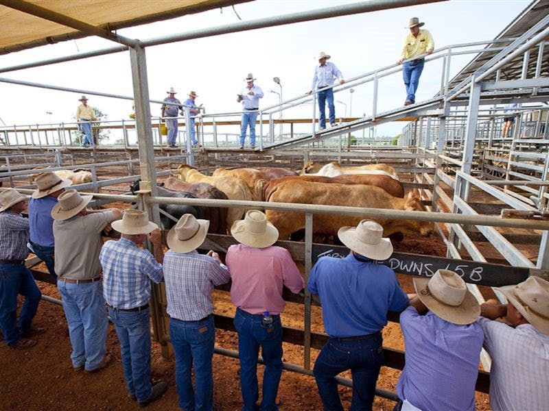Roma Saleyards Tours Roma Saleyards Tours