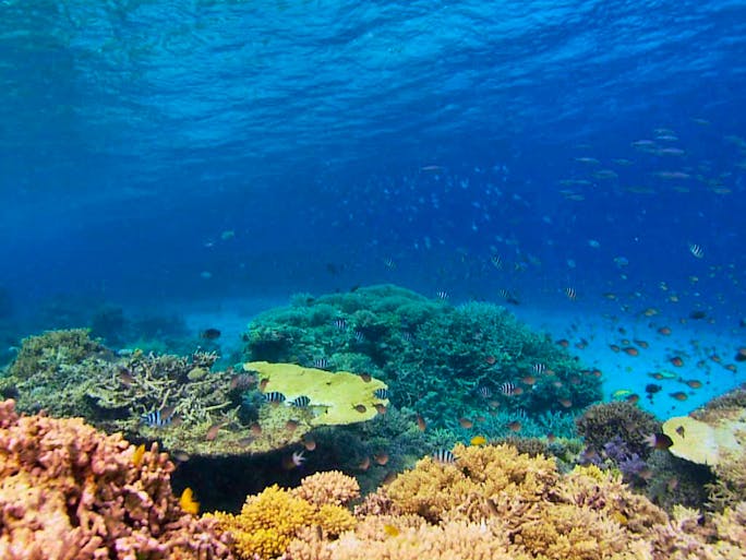 Recovery of the Great Barrier Reef