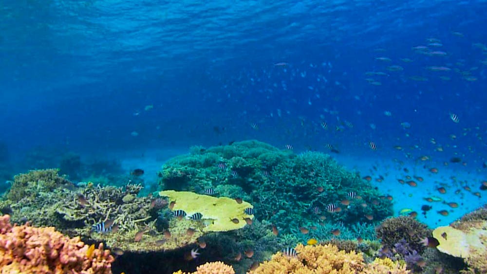 Recovery of the Great Barrier Reef