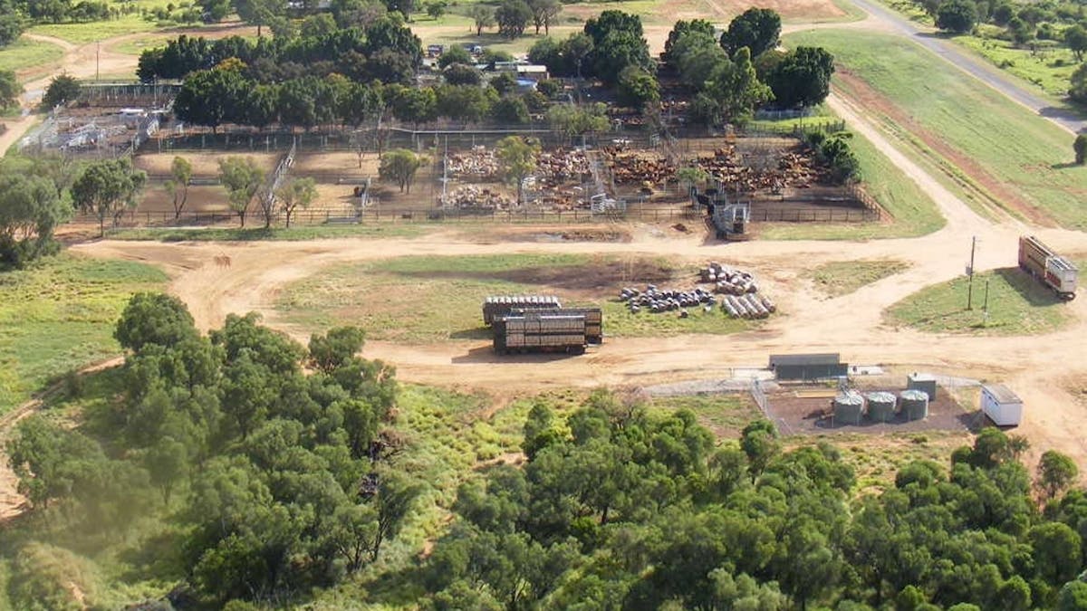 saleyards, sales, cattle, Blackall, yards, stock saleyards, sales, cattle, Blackall, yards, stock