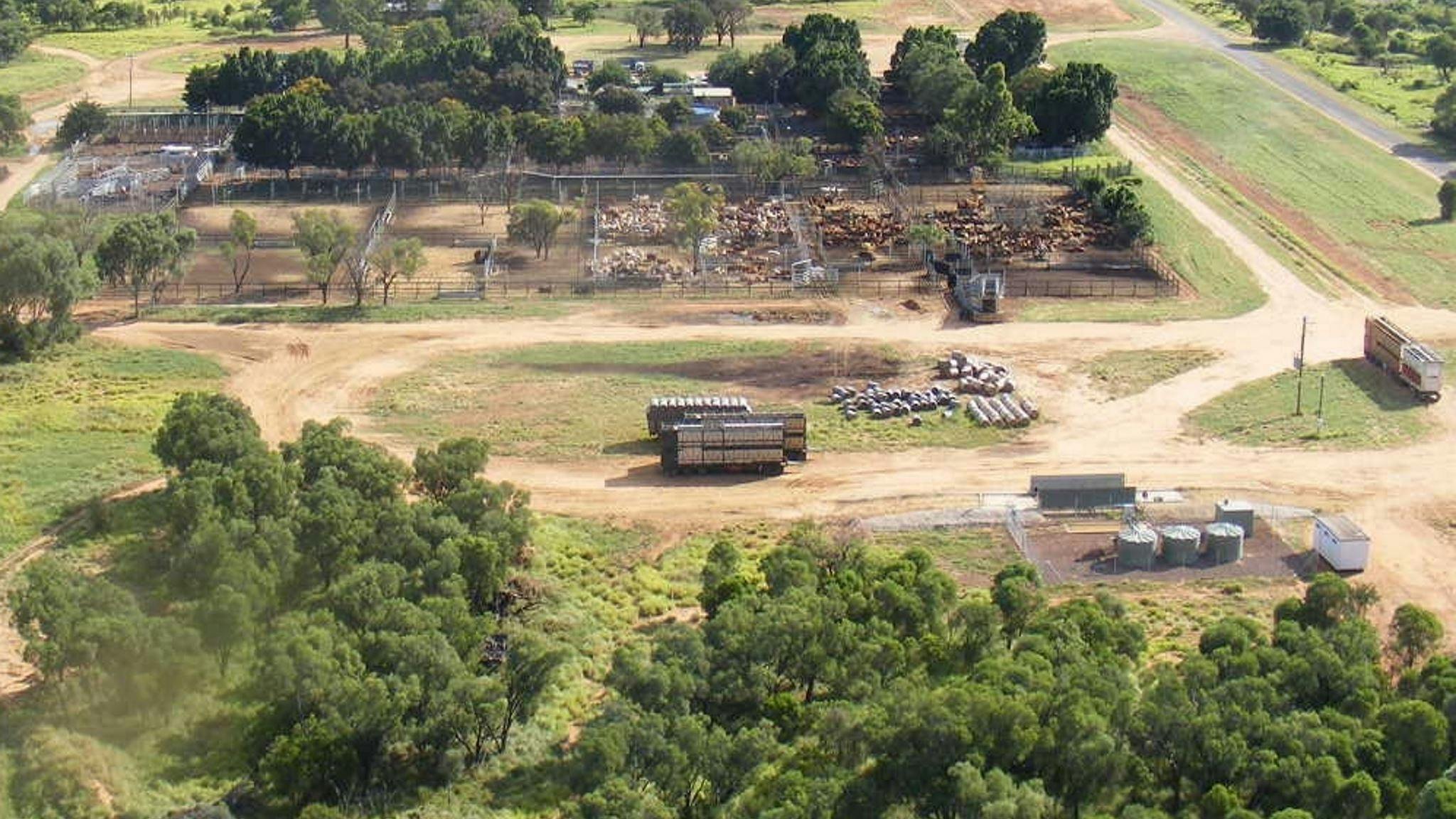saleyards, sales, cattle, Blackall, yards, stock saleyards, sales, cattle, Blackall, yards, stock