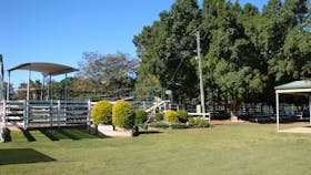 Blackall Saleyards