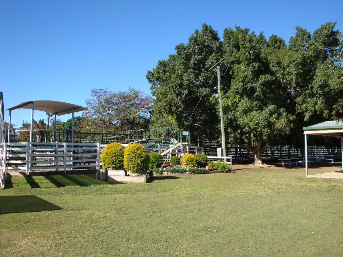 Blackall, saleyards, cattle, sales Blackall, saleyards, cattle, sales