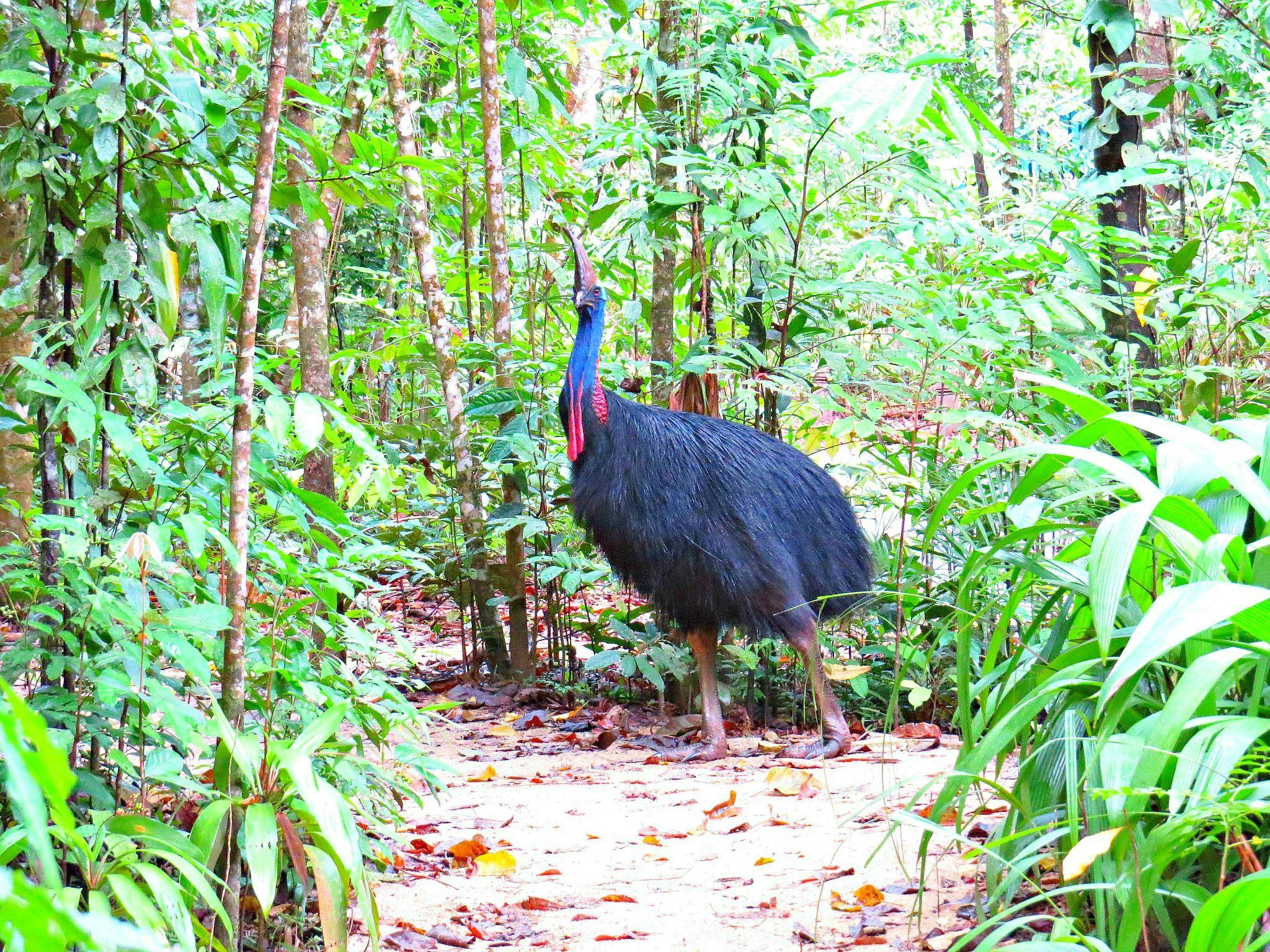 Cassowary Cassowary