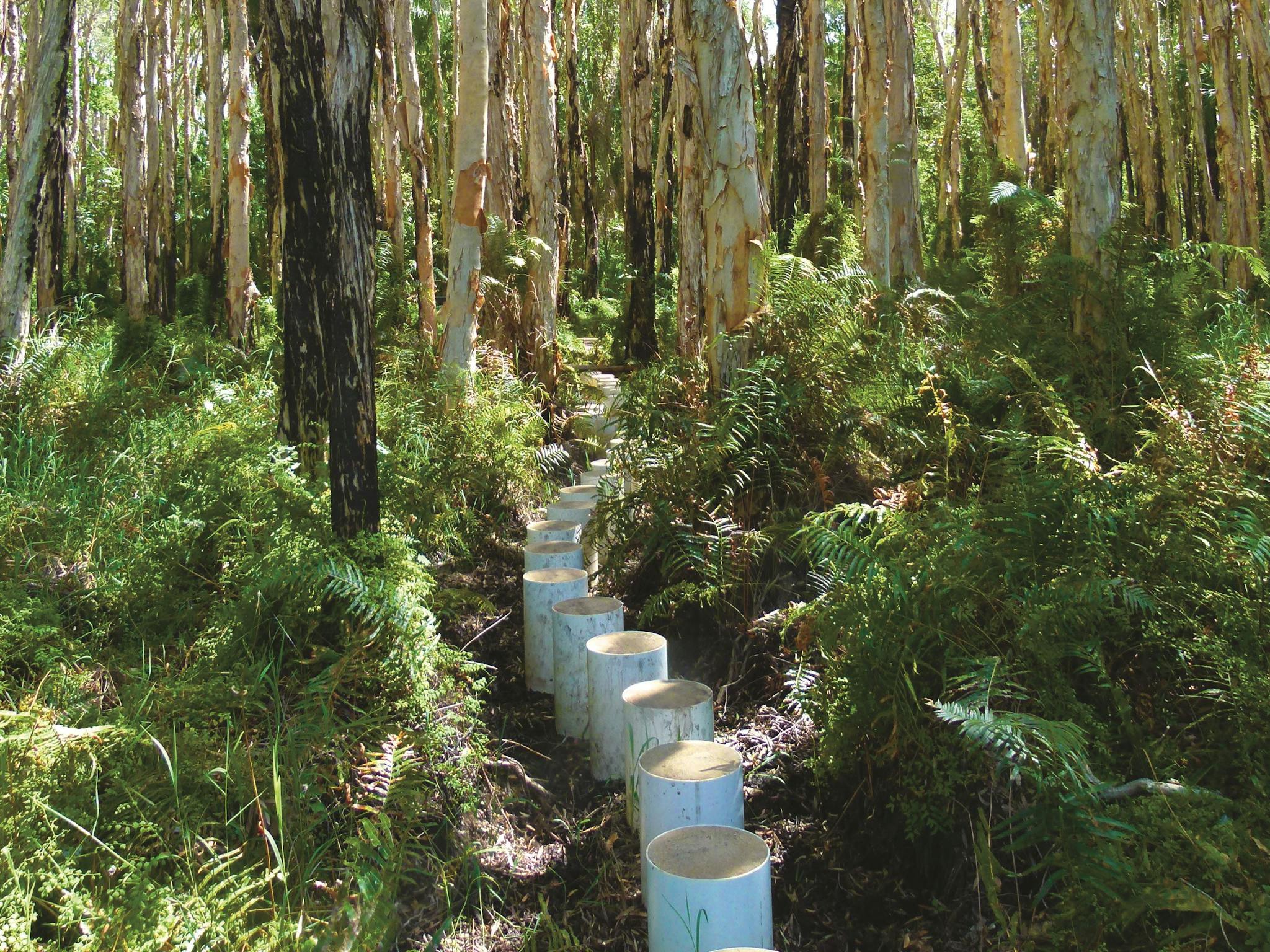 Paperbark Trail