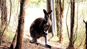 Great Ocean Road Wildlife Park Animal Encounters and Dingo Education