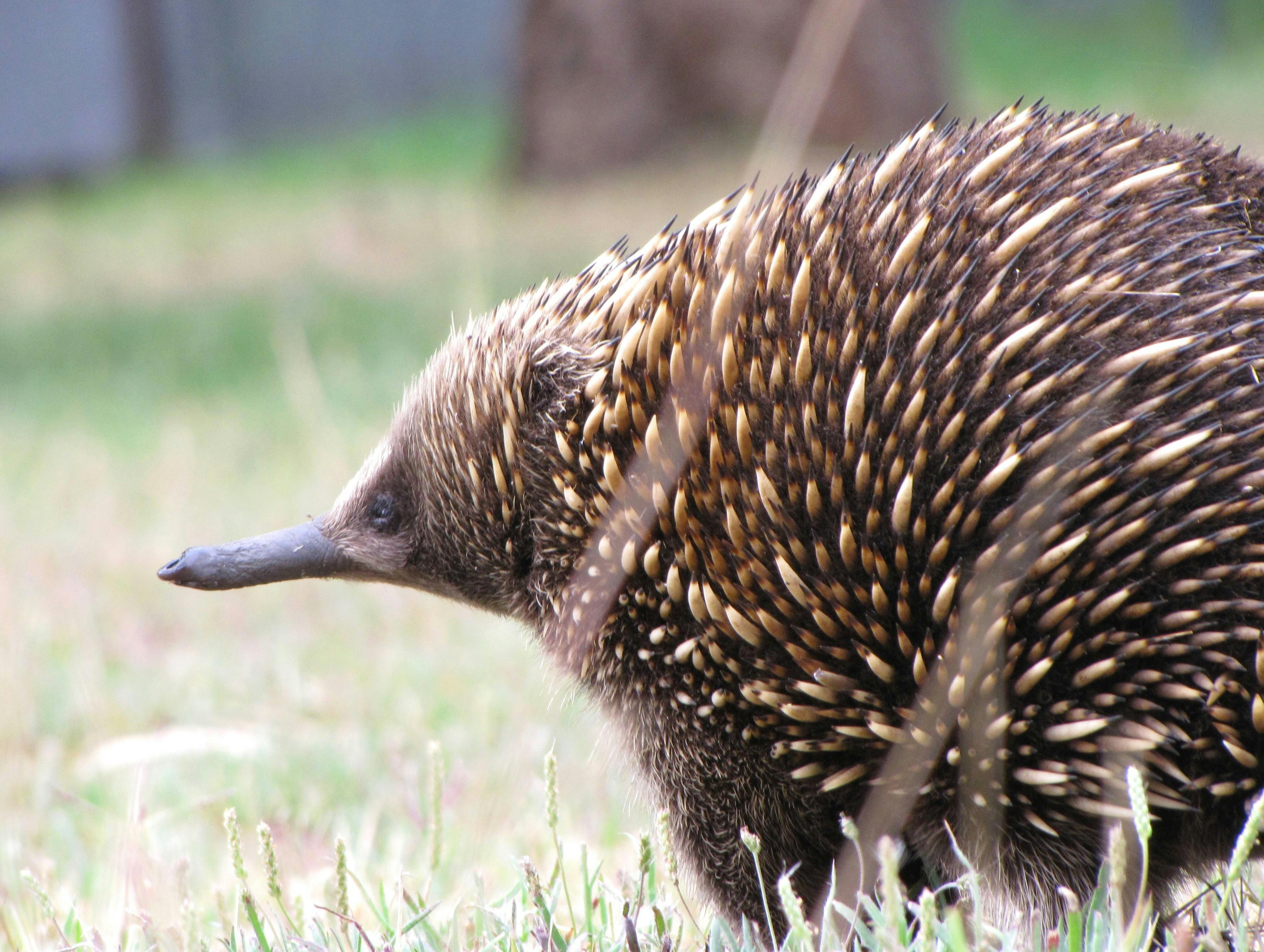 Echidna Walkabout Nature Tours