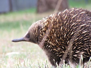 Echidna Walkabout Nature Tours
