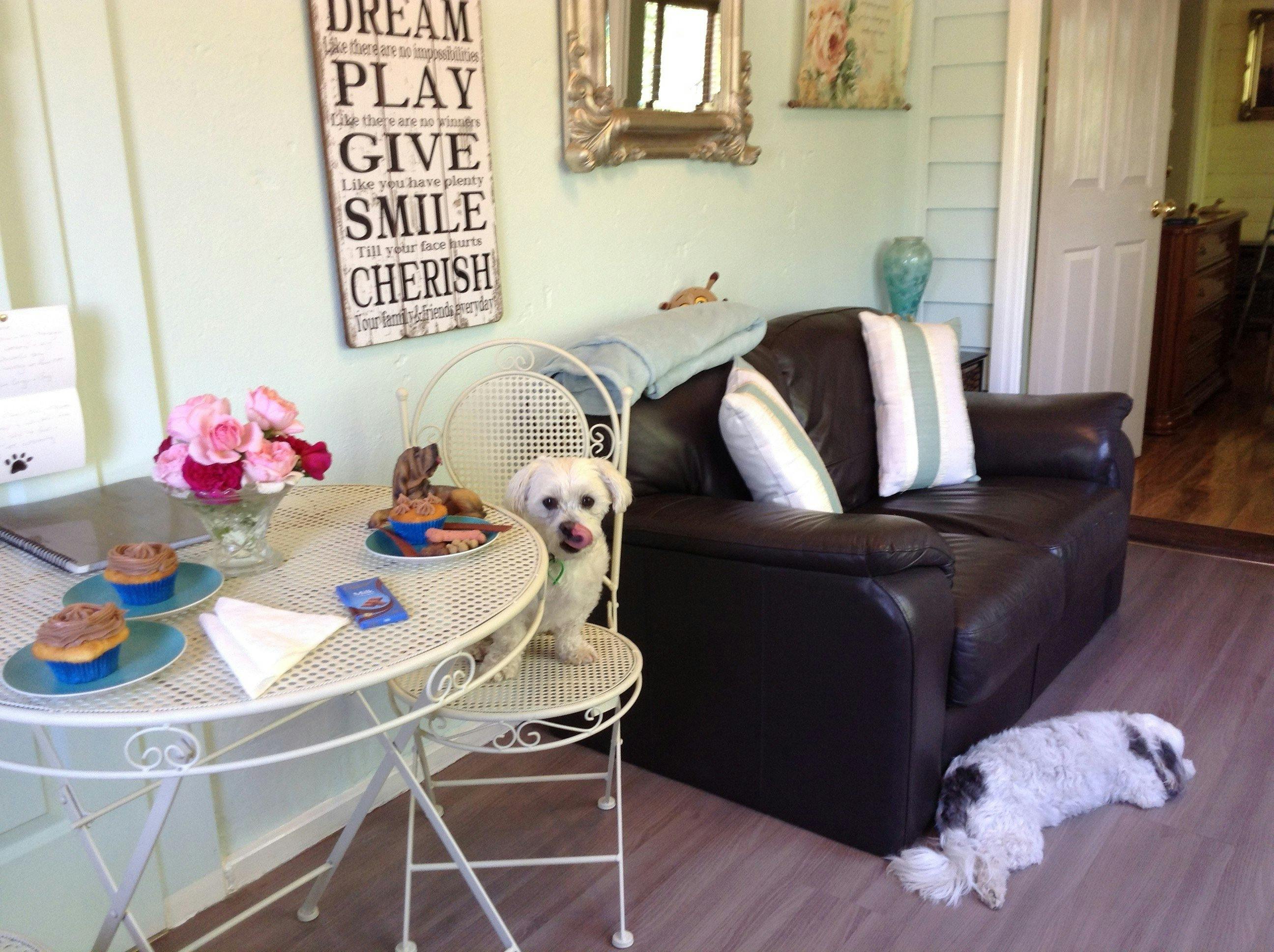 lounge room of garden suite,fur guest awaiting treat