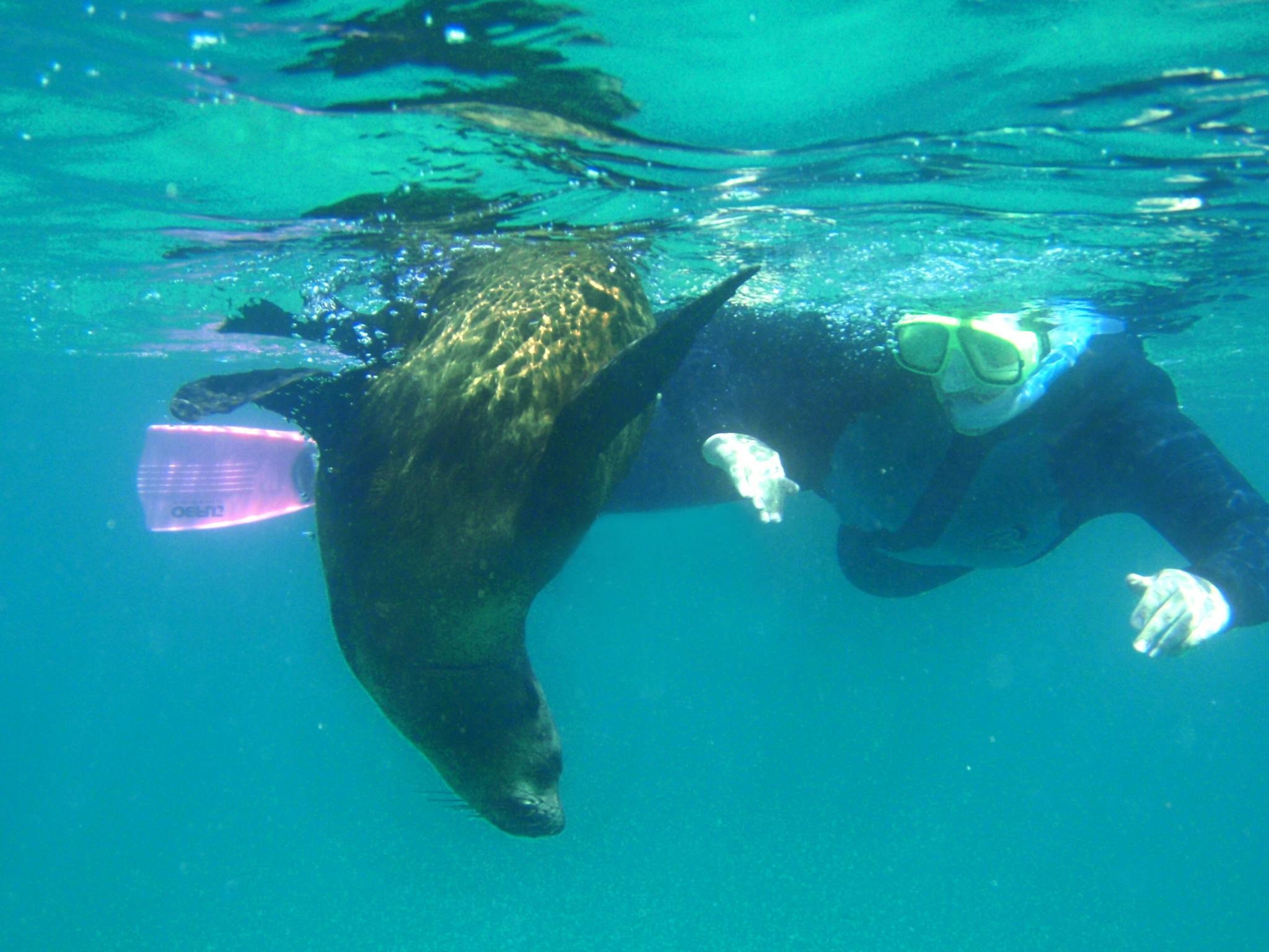 Swimming with wild dolphins and seals on the same tour. Simply Awesone