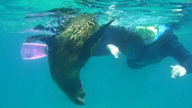 Swimming with wild dolphins and seals on the same tour. Simply Awesone