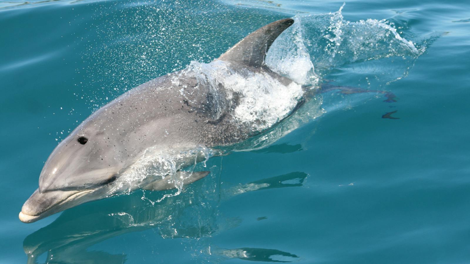 Sea All Dolphin Swims
