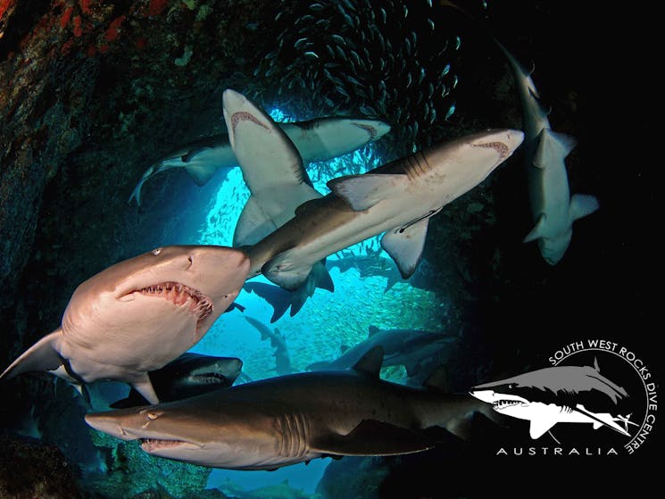 Grey Nurse Sharks in Fish Rock Cave