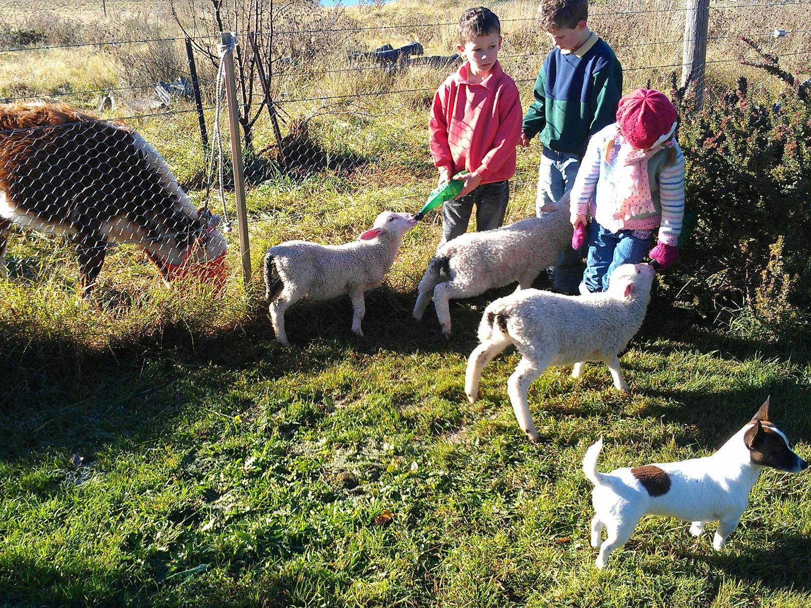 Motherless animals