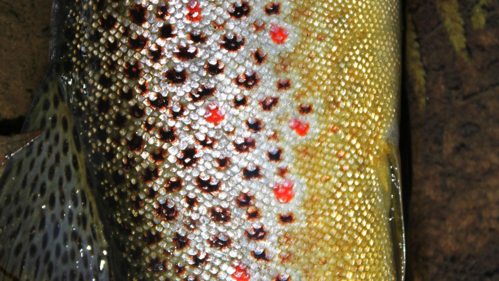 Brown Trout