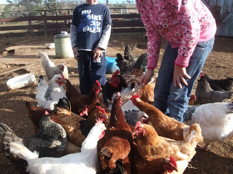 Feeding the chickens