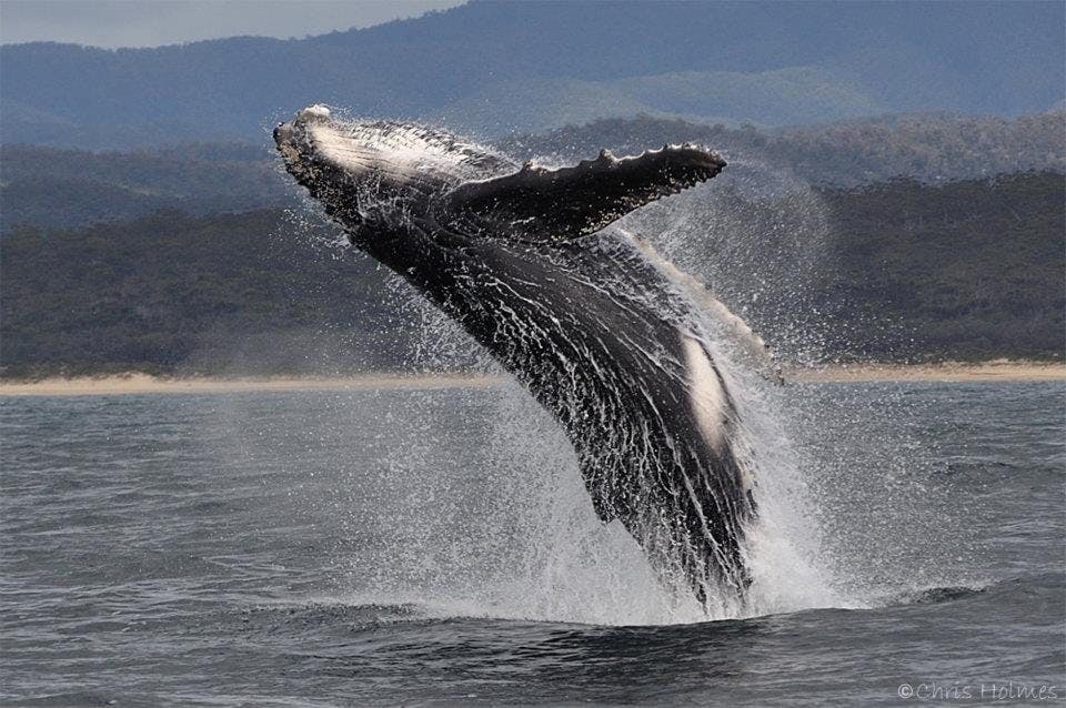 ホエールウォッチング