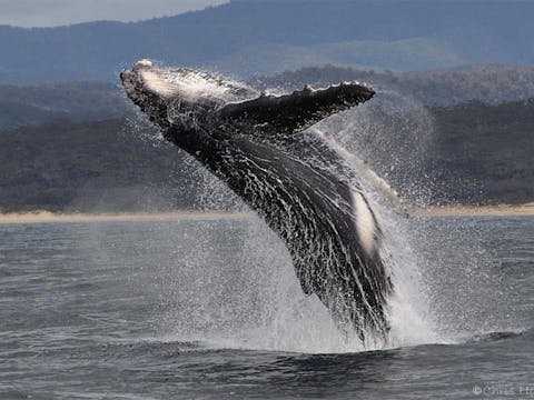 Whale Watching Cruise