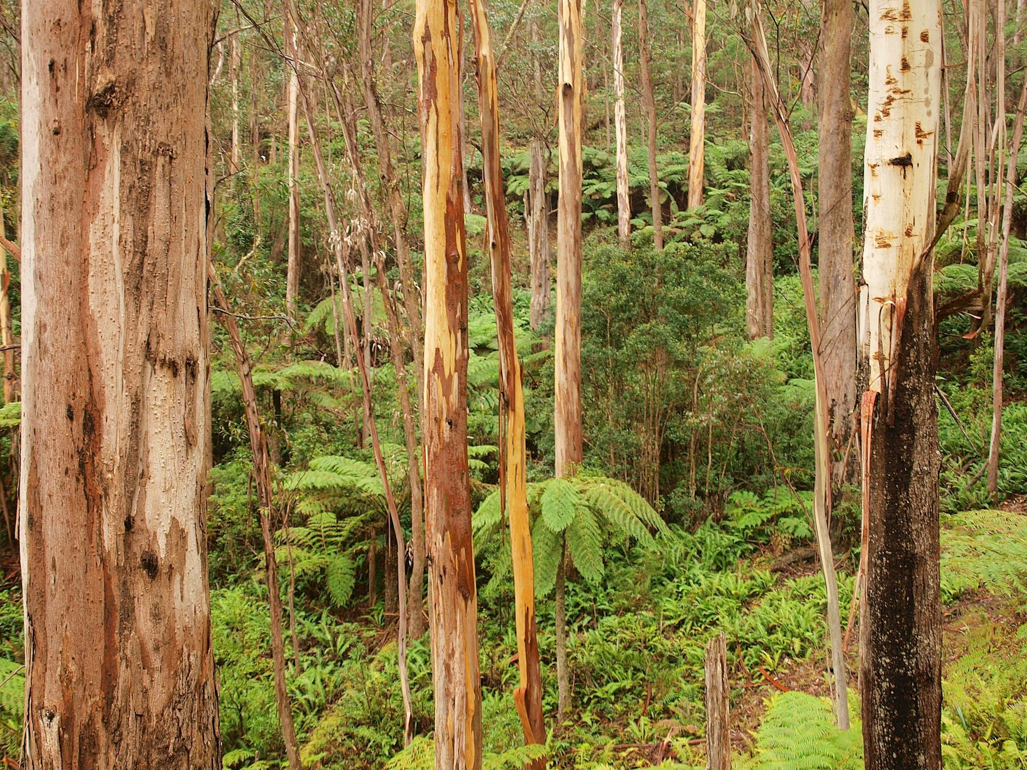 Spotted gums in Mogo State Forest