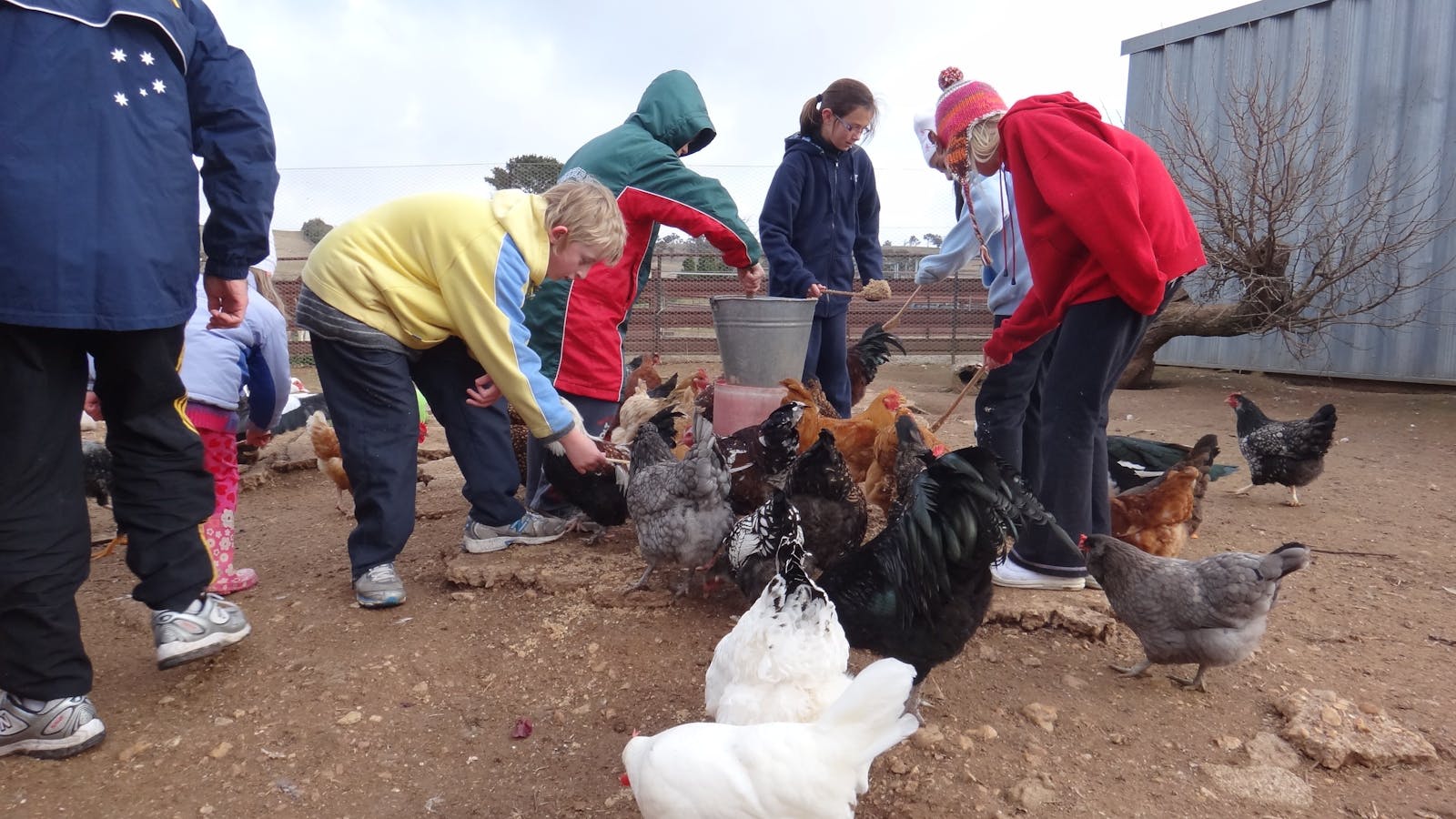 Bathurst Farm Experience