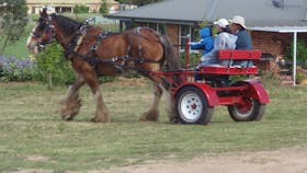 Bathurst Farm Experience