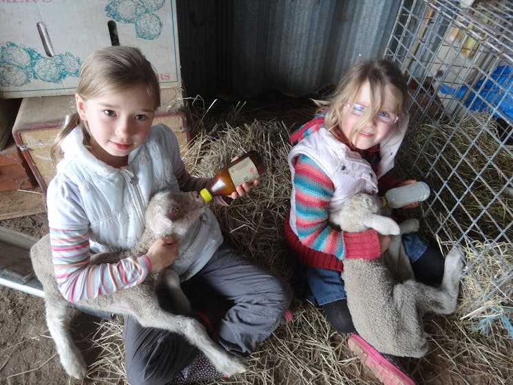 Feeding baby lambs