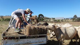 Bathurst Farm Experience