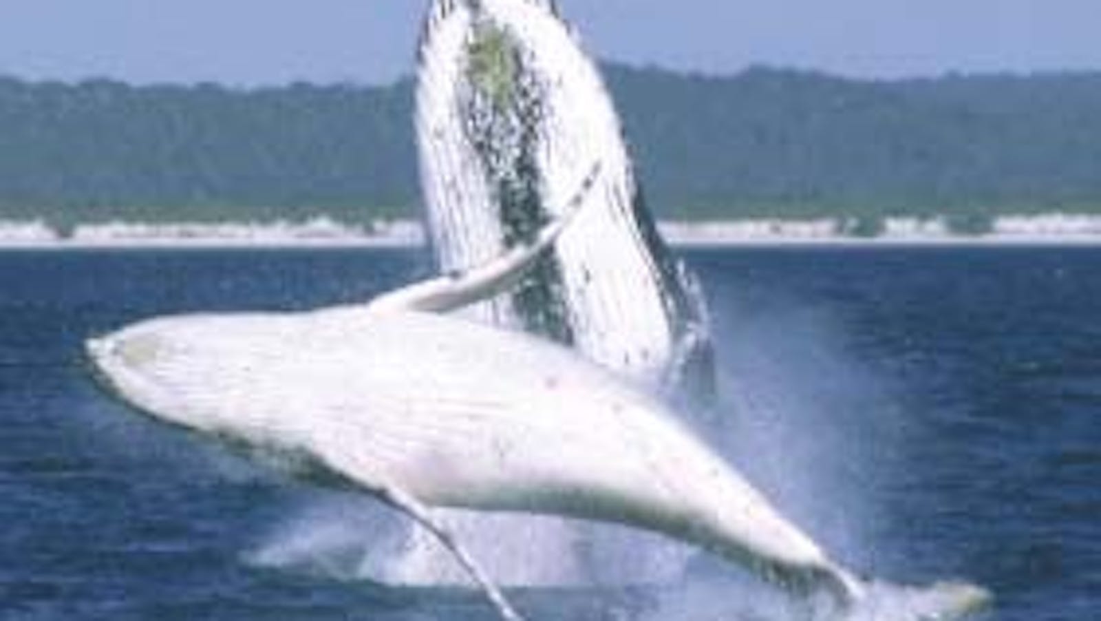 Whale Watching Tour