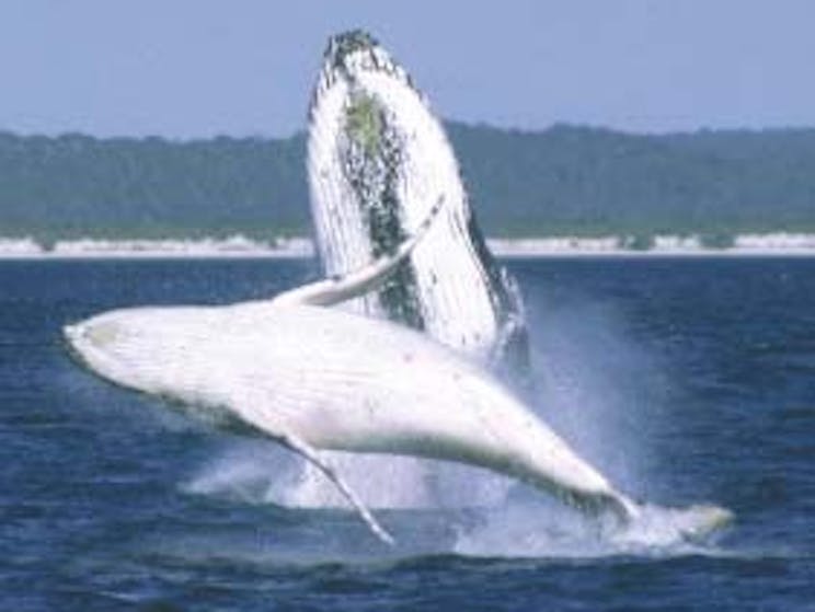 Whale Watching Tour