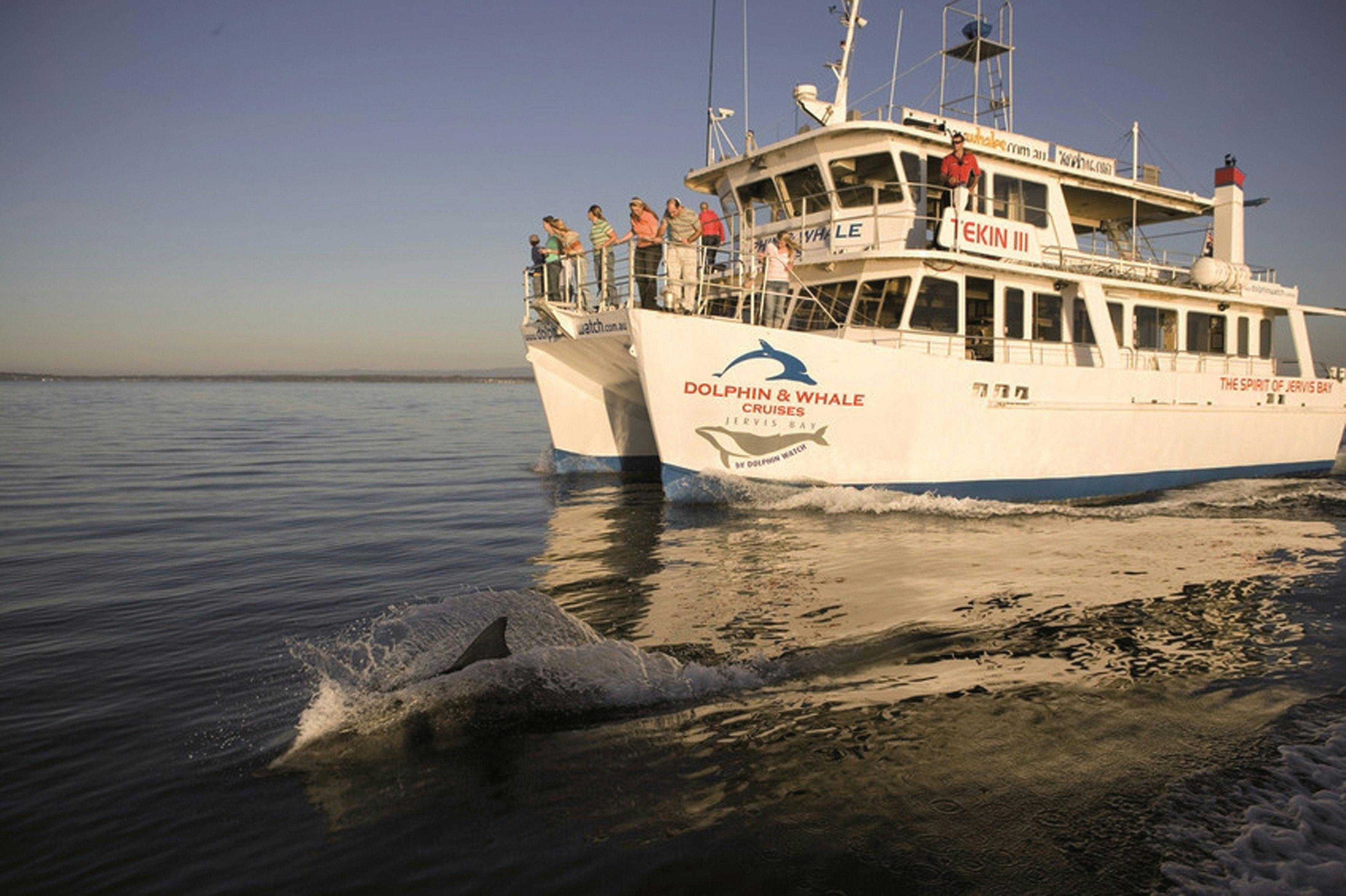 白沙湾看海豚/鲸鱼