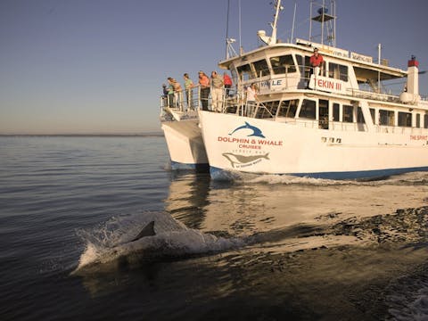 Wollongong and Jervis Bay Dolphin Watch