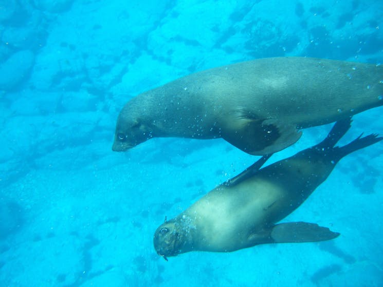 Seals off Montague Island