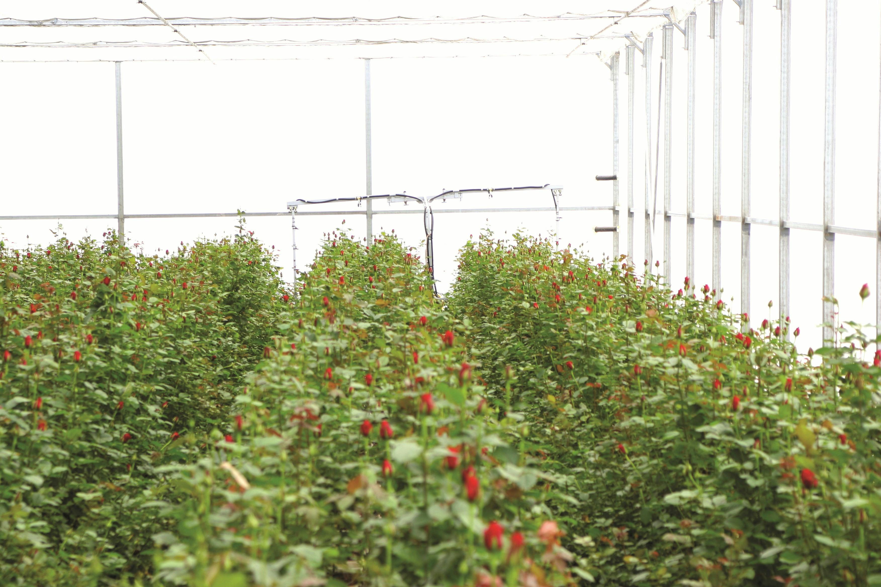 hydroponic lettuce growers