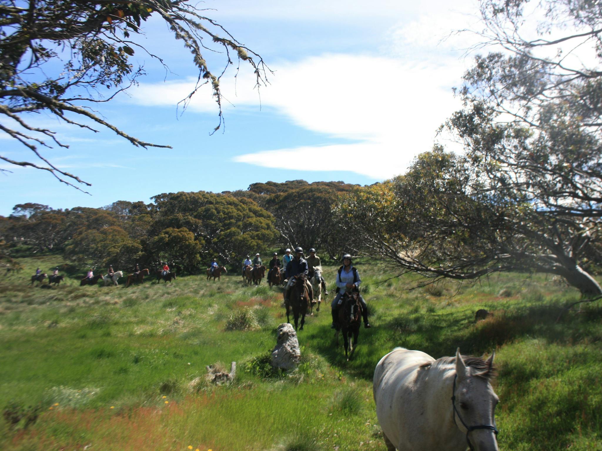 Mountain Valley Trail Rides