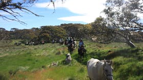 Mountain Valley Trail Rides