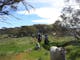 Mountain Valley Trail Rides
