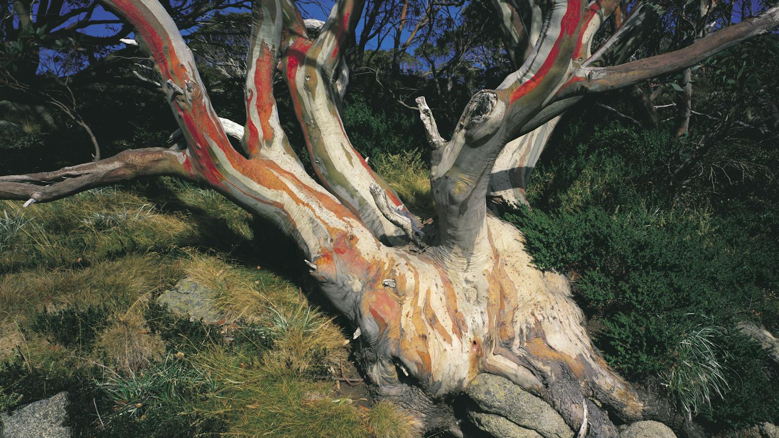 Snowgum