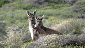 Kangaroos in the wild
