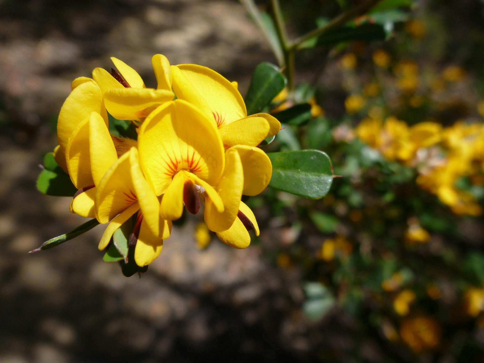 Stunning flowers to be seen