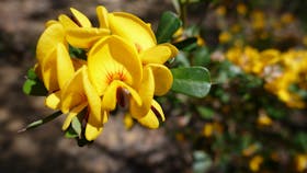 Stunning flowers to be seen