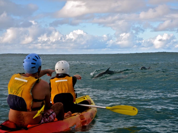 Dolphins in the wild