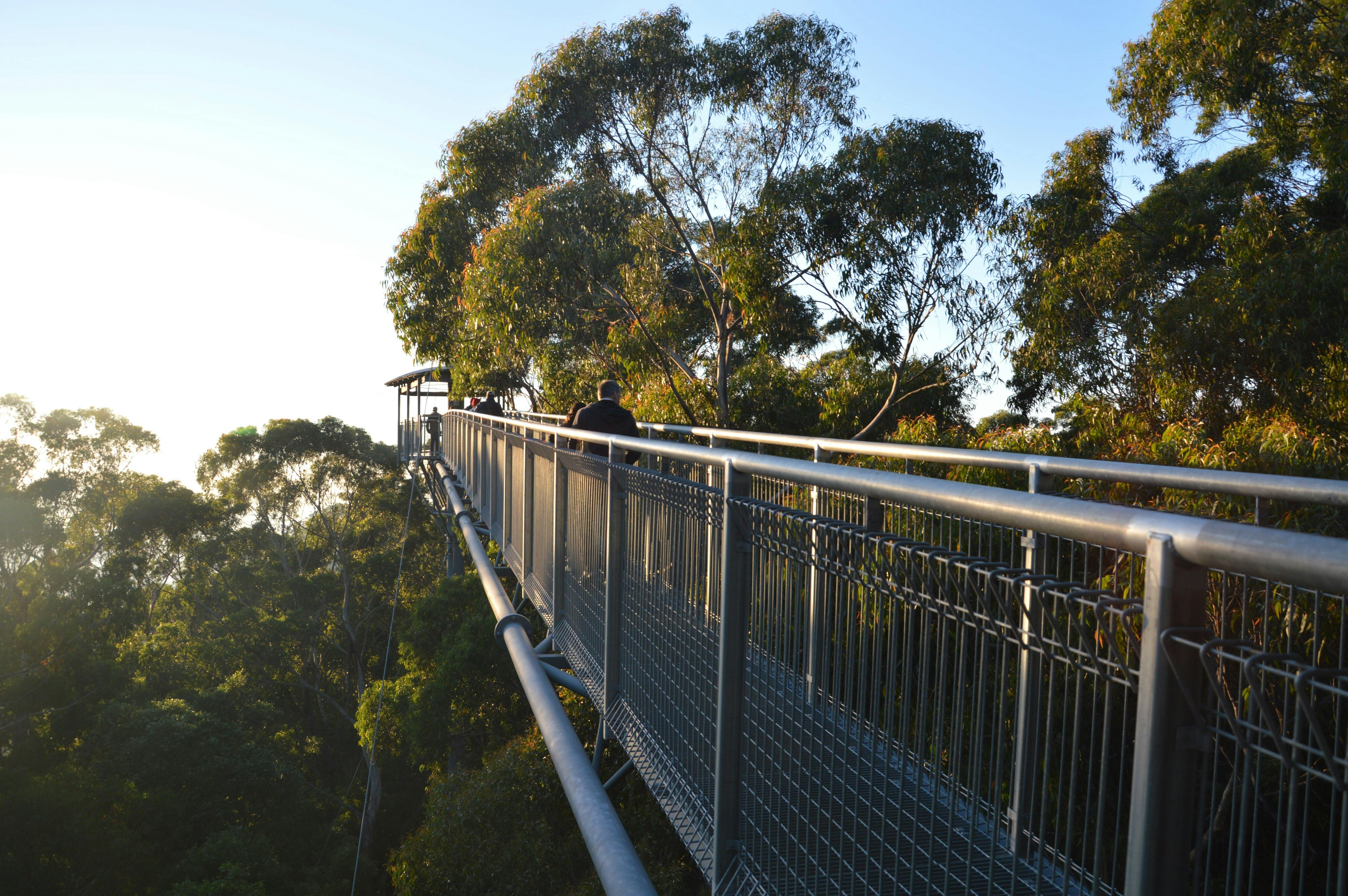 Illawarra Fly Sunrise Tour