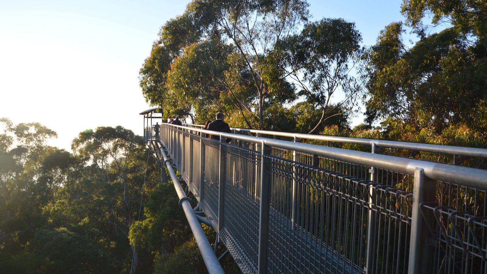 Illawarra Fly Sunrise Tour