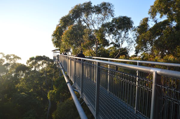 Illawarra Fly Sunrise Tour